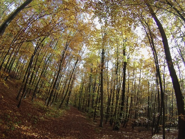 20131026 Stadtwanderweg02  (22)